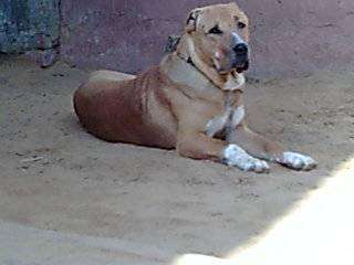 Bully Kutta photo thumbnail 3