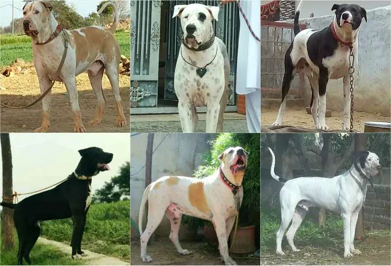 Bully Kutta photo thumbnail 4