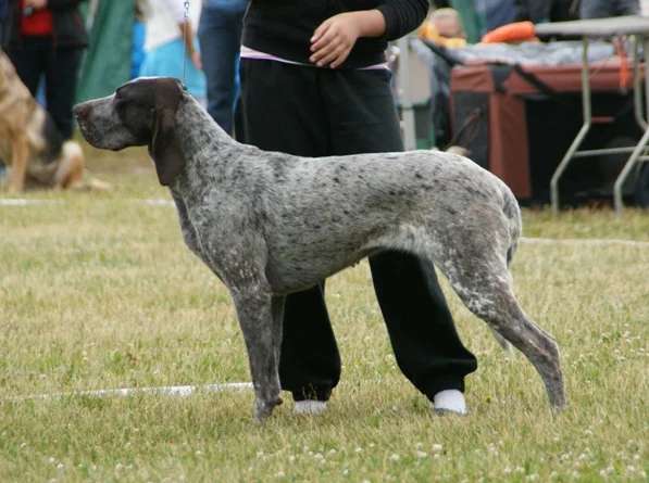 Burgos Pointer photo thumbnail 1
