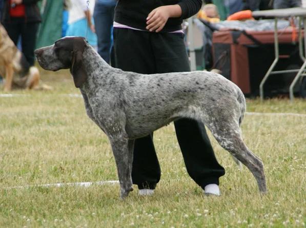 Burgos Pointer, a 84% match to Weimaraner