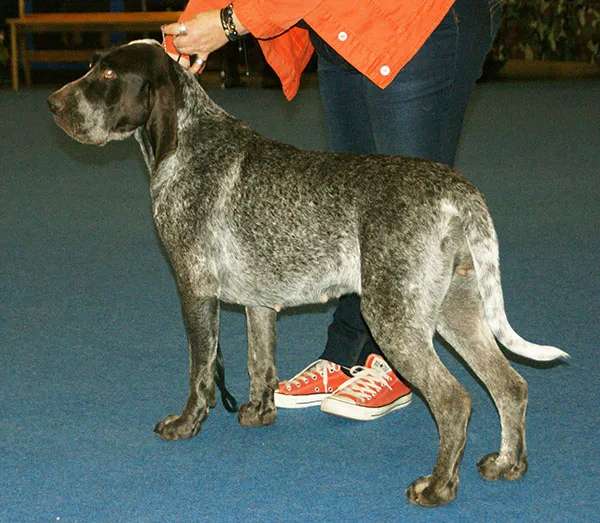 Burgos Pointer photo thumbnail 2