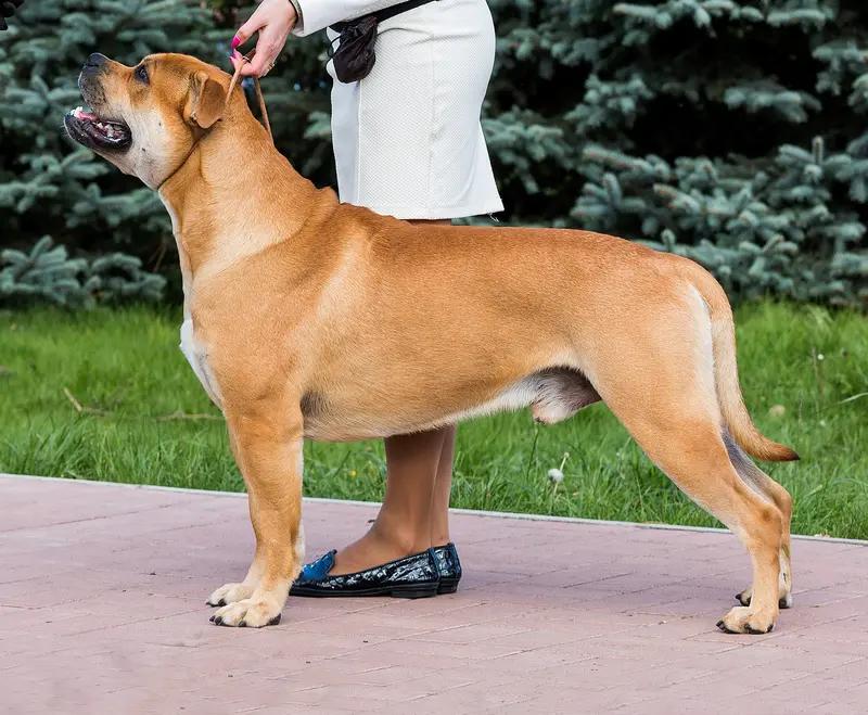 Ca de Bou - Molosser breed, Intelligent and Loyal