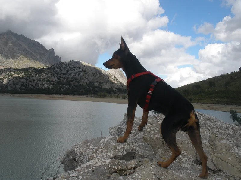 Ca Rater Mallorqui - Herding breed known for being Courageous and Independent