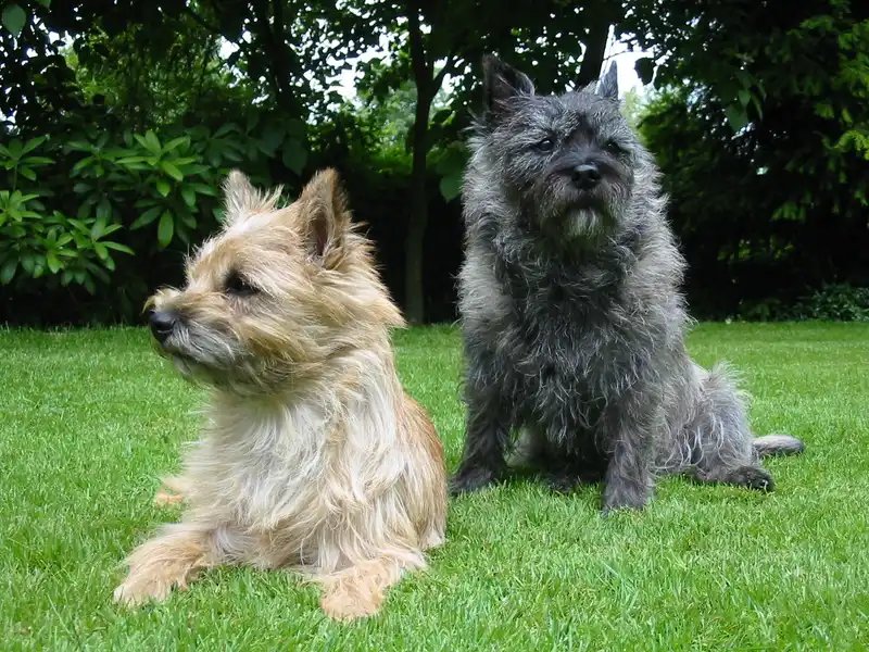 Cairn Terrier - Terrier dog breed