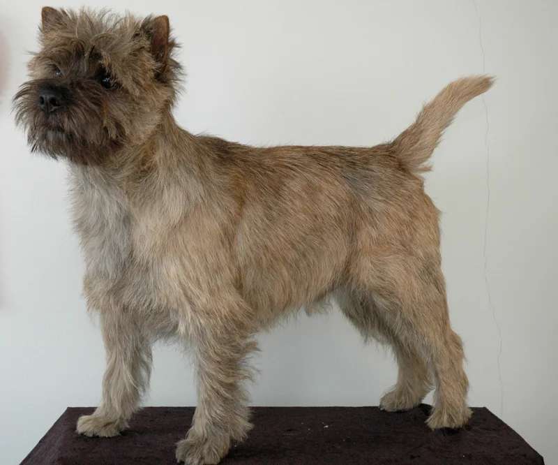 Cairn Terrier photo thumbnail 2