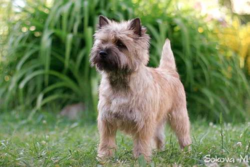 Cairn Terrier photo thumbnail 3
