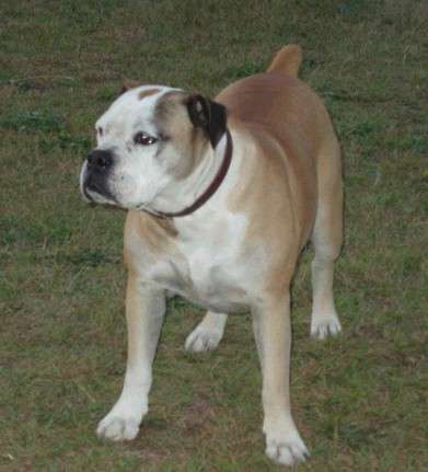 Campeiro Bulldog photo thumbnail 1