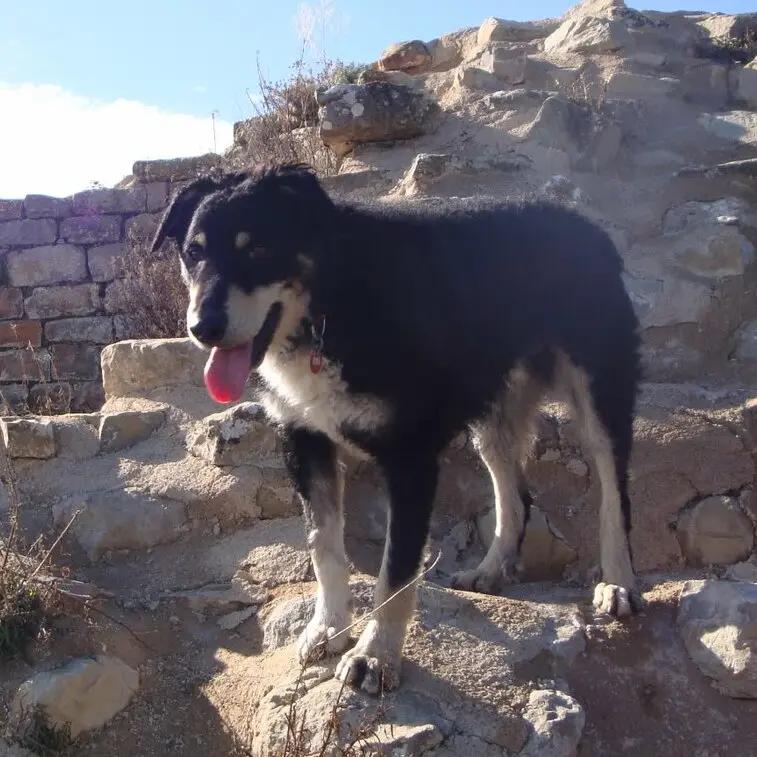 Can de Chira, a 91% match to Greek Shepherd