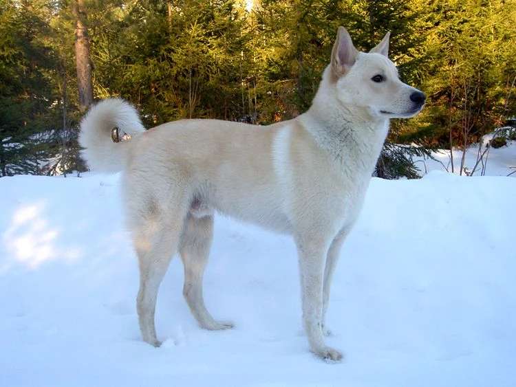 Canaan Dog photo thumbnail 2
