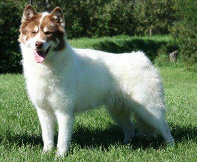 Canadian Eskimo Dog, a 84% match to Greenland Dog