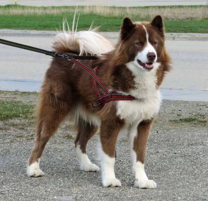 Canadian Eskimo Dog photo thumbnail 3