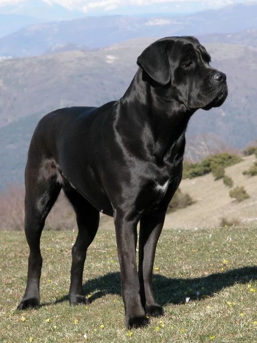 Cane Corso - Working breed known for being Affectionate and Confident