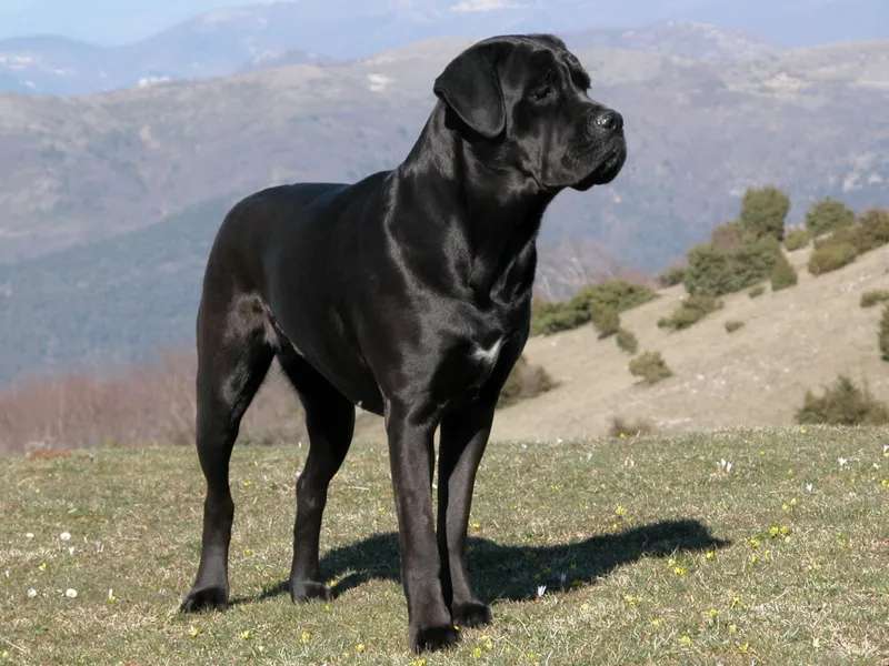 Cane Corso photo thumbnail 2