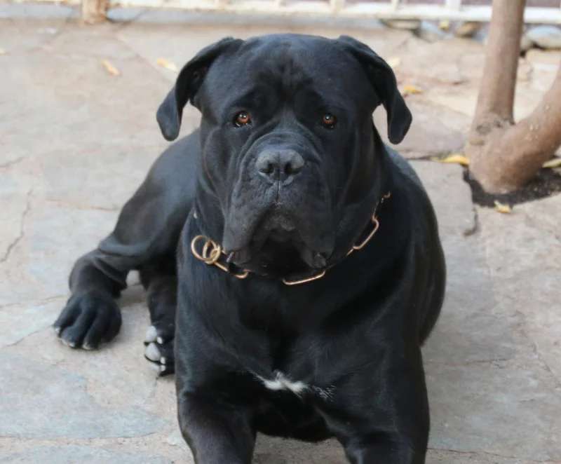 Cane Corso photo thumbnail 3