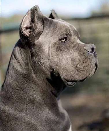 Cane Corso photo thumbnail 4