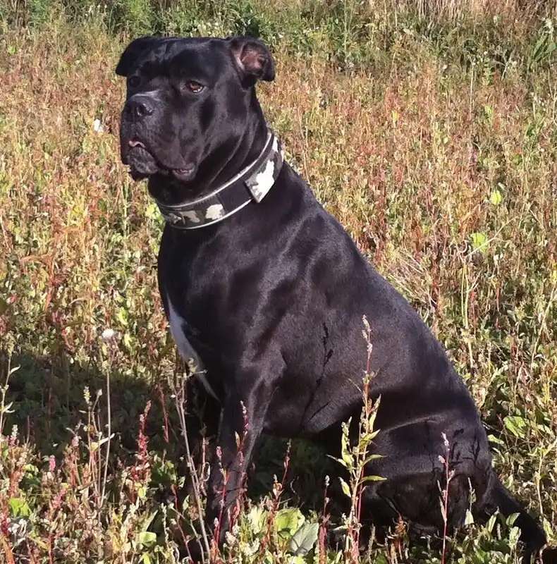 Cane Corso photo thumbnail 5