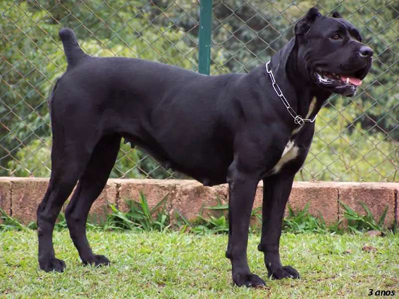 Cane Corso photo thumbnail 6