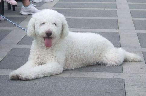 Cantabrian Water Dog, a 89% match to Gull Terrier
