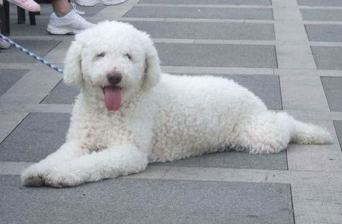 Cantabrian Water Dog - Working breed known for being Affectionate and Energetic