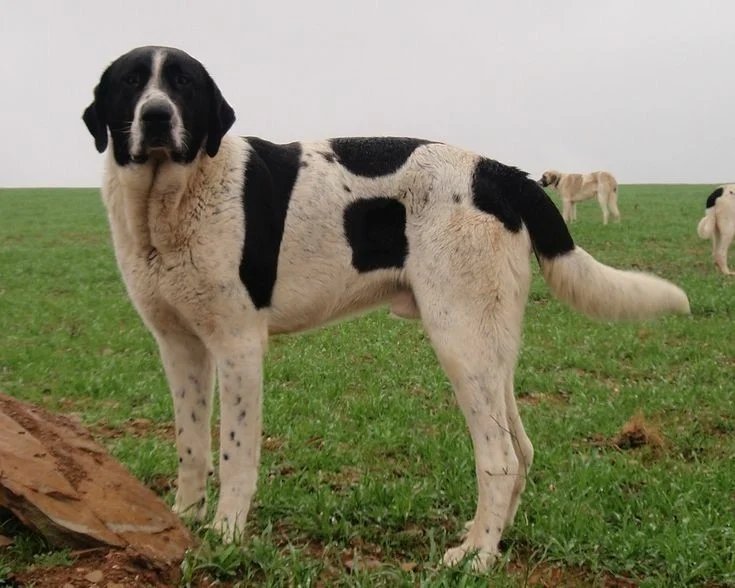 Cao de Gado Transmontano - Mastiff breed known for being Brave and Independent