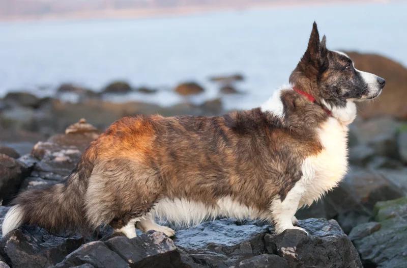 Cardigan Welsh Corgi, a 87% match to Xoloitzcuintli