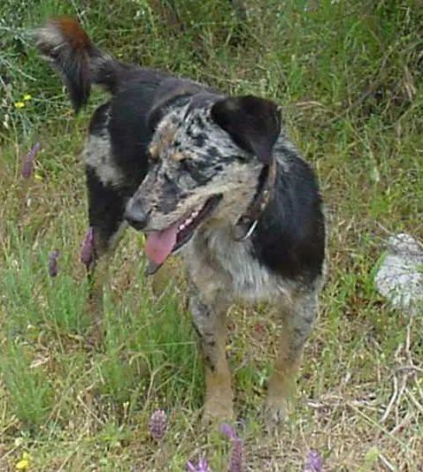 Carea Leones, a 89% match to Gull Terrier