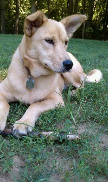 Carolina Dog photo thumbnail 1