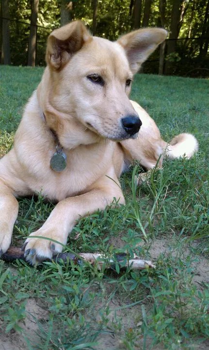 Carolina Dog - Primitive breed known for being Affectionate and Alert