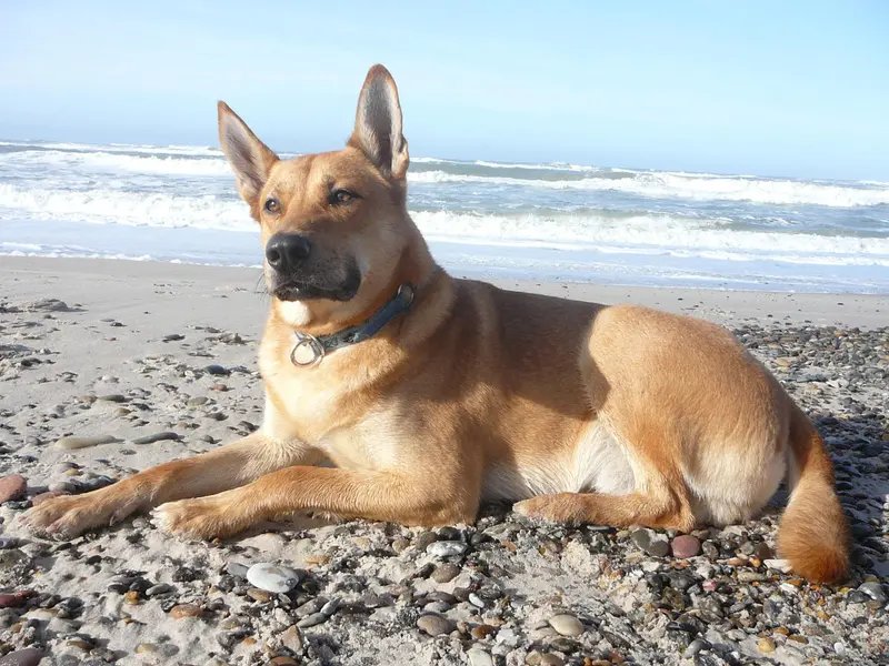 Carolina Dog - Primitive breed, Affectionate and Alert