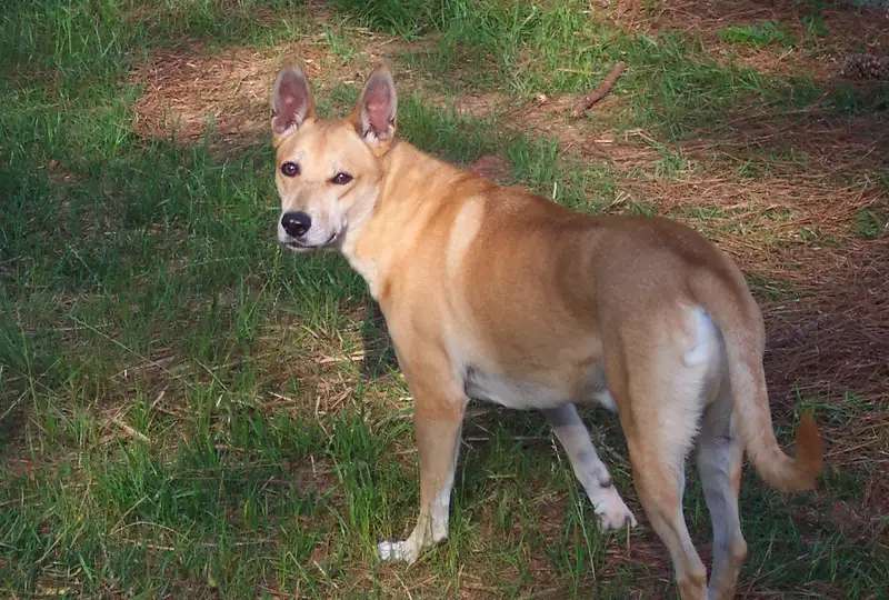 Carolina Dog photo thumbnail 3