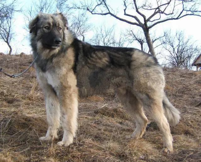 Carpathian Shepherd Dog, a 84% match to Rottweiler