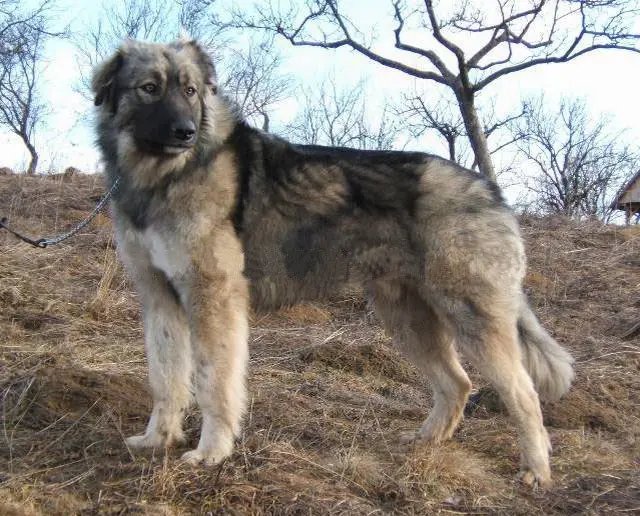 Carpathian Shepherd Dog - Working breed known for being Calm and Courageous