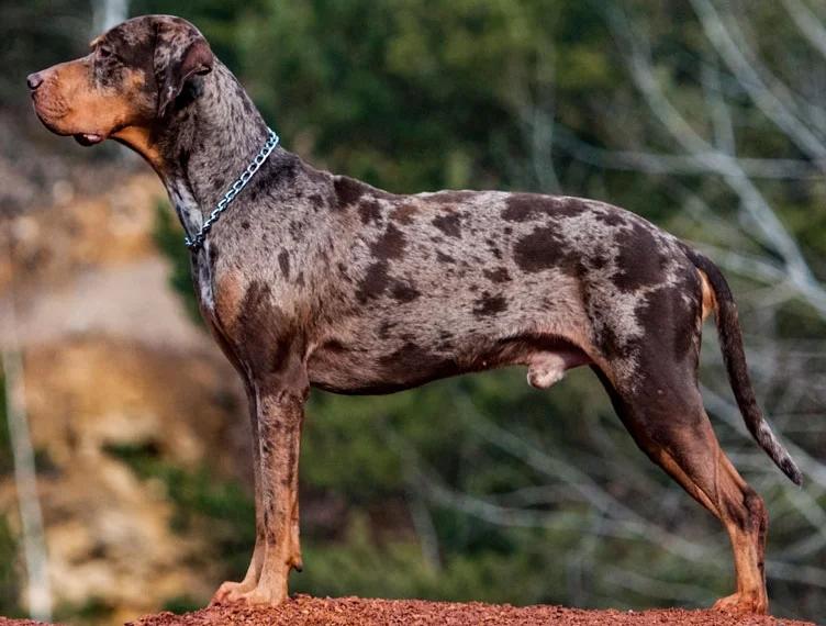 Catahoula Leopard Dog, a 87% match to New Zealand Heading Dog