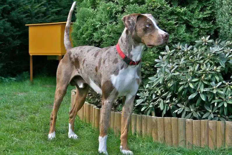 Catahoula Leopard Dog photo thumbnail 2