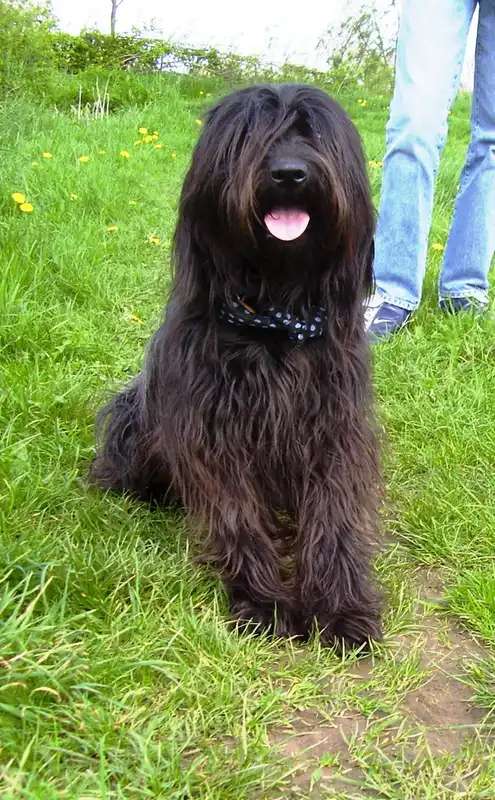 Catalan Sheepdog photo thumbnail 3