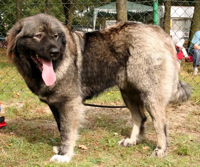 Caucasian Shepherd Dog, a 89% match to Maremmano-Abruzzese Sheepdog