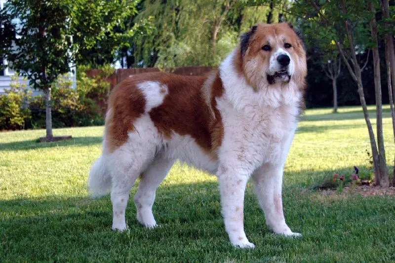 Caucasian Shepherd Dog photo thumbnail 3
