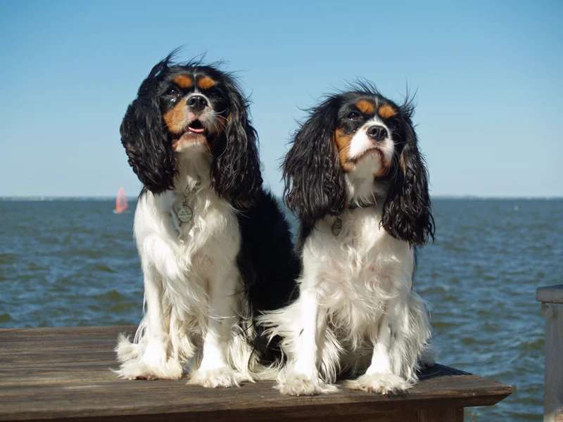 Cavalier King Charles Spaniel photo thumbnail 3
