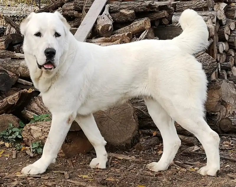 Central Asian Shepherd Dog - Working dog breed