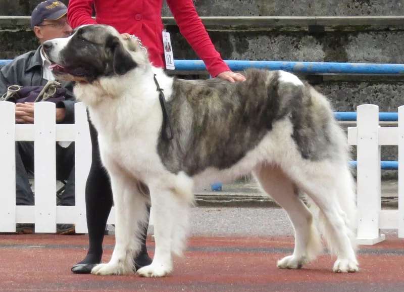 Central Asian Shepherd Dog photo thumbnail 2