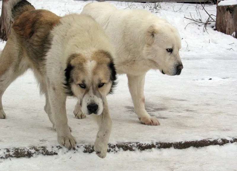 Central Asian Shepherd Dog photo thumbnail 3