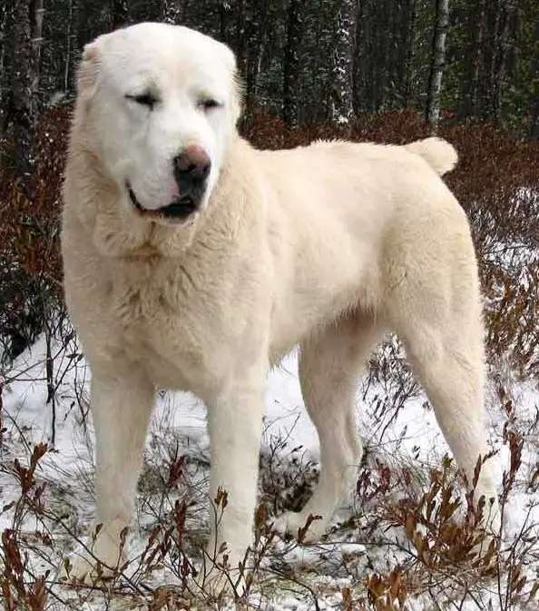 Central Asian Shepherd Dog photo thumbnail 4