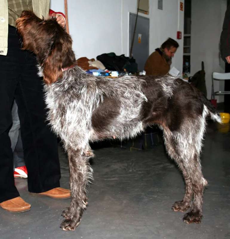 Cesky Fousek photo thumbnail 1