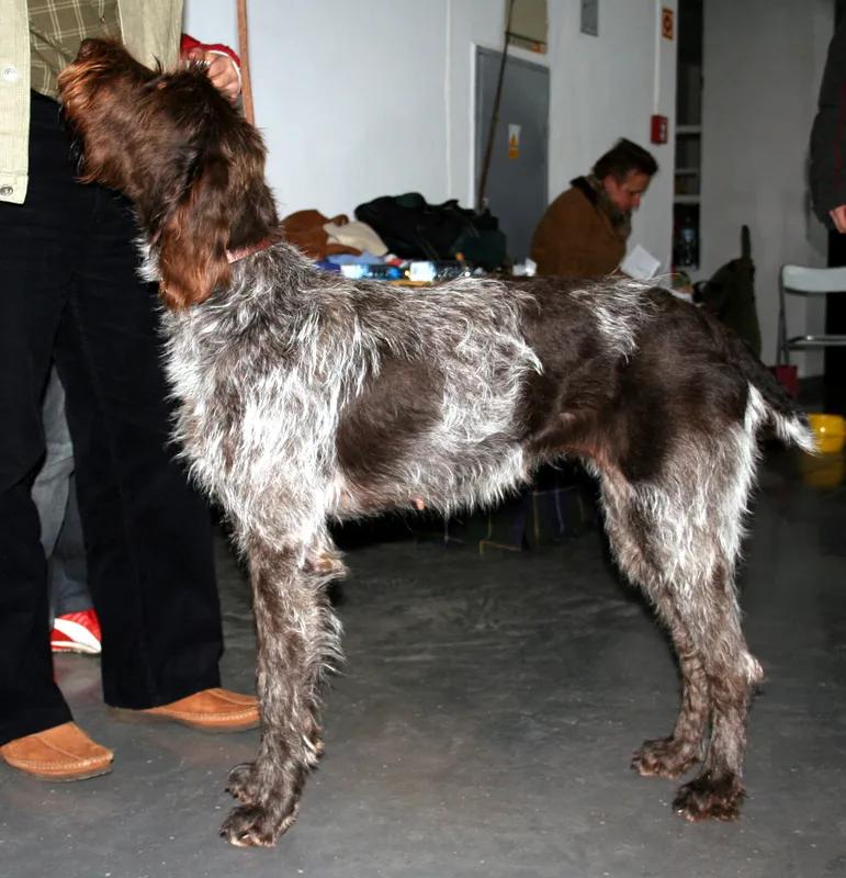 Cesky Fousek, a 90% match to Pudelpointer