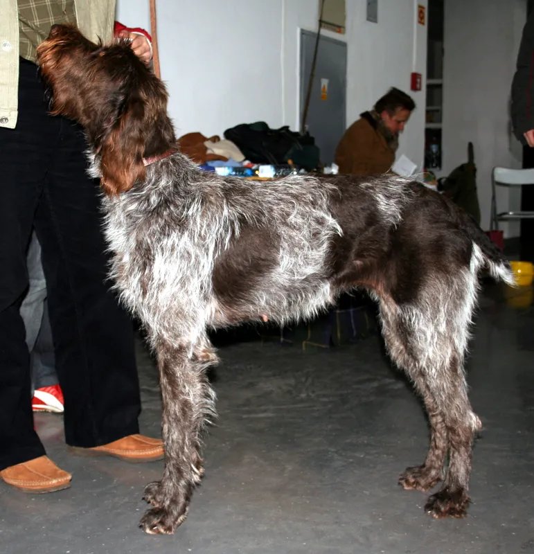 Cesky Fousek - Sporting breed known for being Adaptable and Affectionate