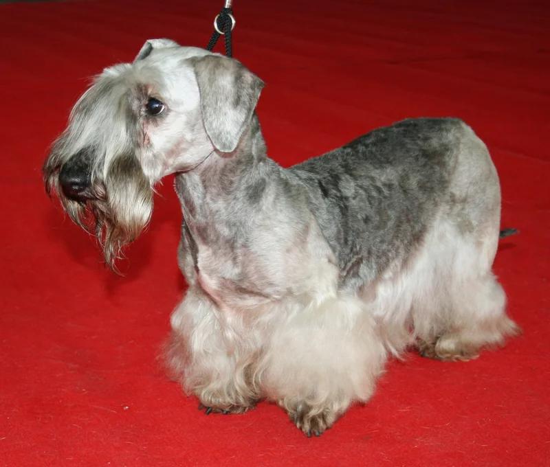 Cesky Terrier, a 89% match to Markiesje