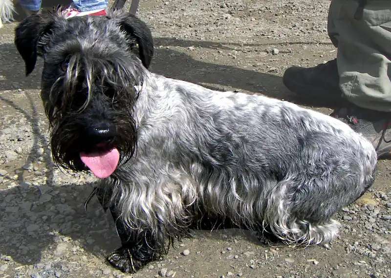 Cesky Terrier photo thumbnail 2