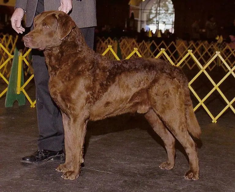 Chesapeake Bay Retriever - Sporting breed known for being Affectionate and Energetic