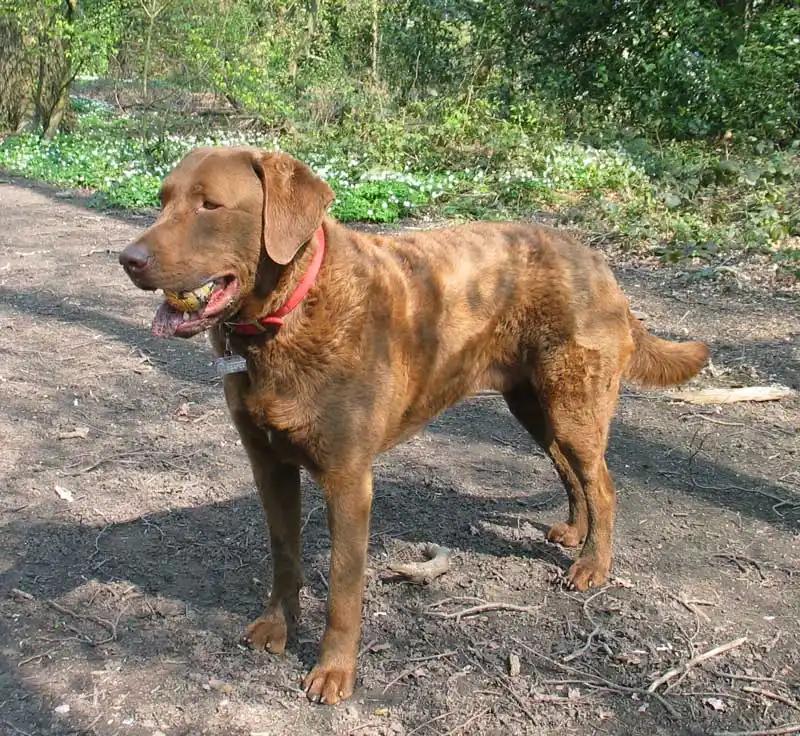 Chesapeake Bay Retriever, a 83% match to Dalmatian