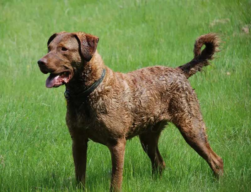 Chesapeake Bay Retriever photo thumbnail 3